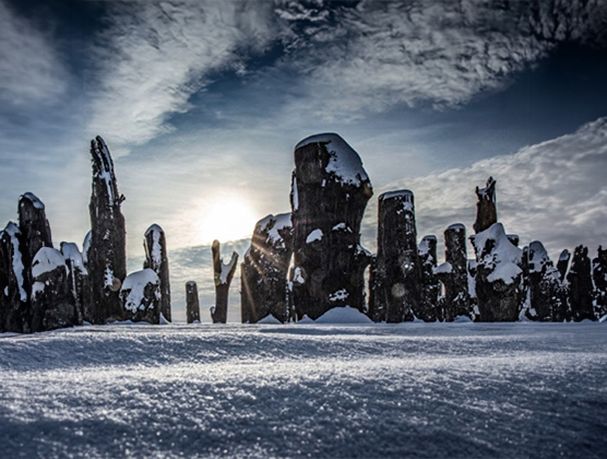 Forest of Civilizations image